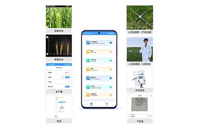 鹰潭市小麦表型测量仪IN-XM05